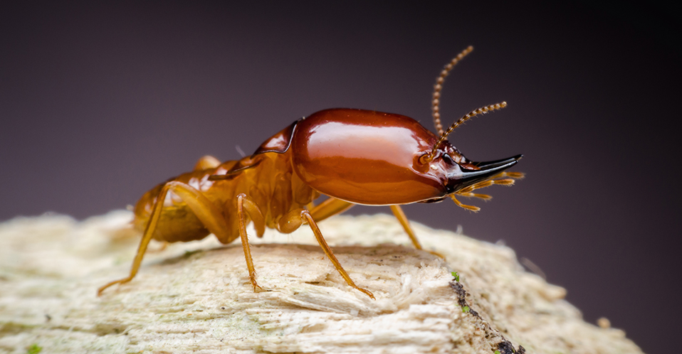 Termite Image